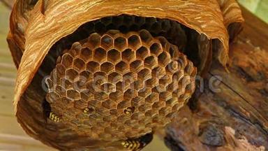 黄蜂`巢